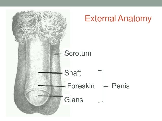 external structure the penis External structure the penis